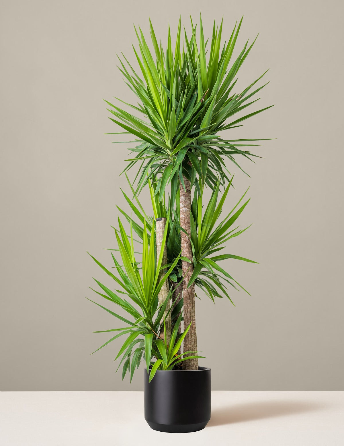 Yucca Plant Multi Stem