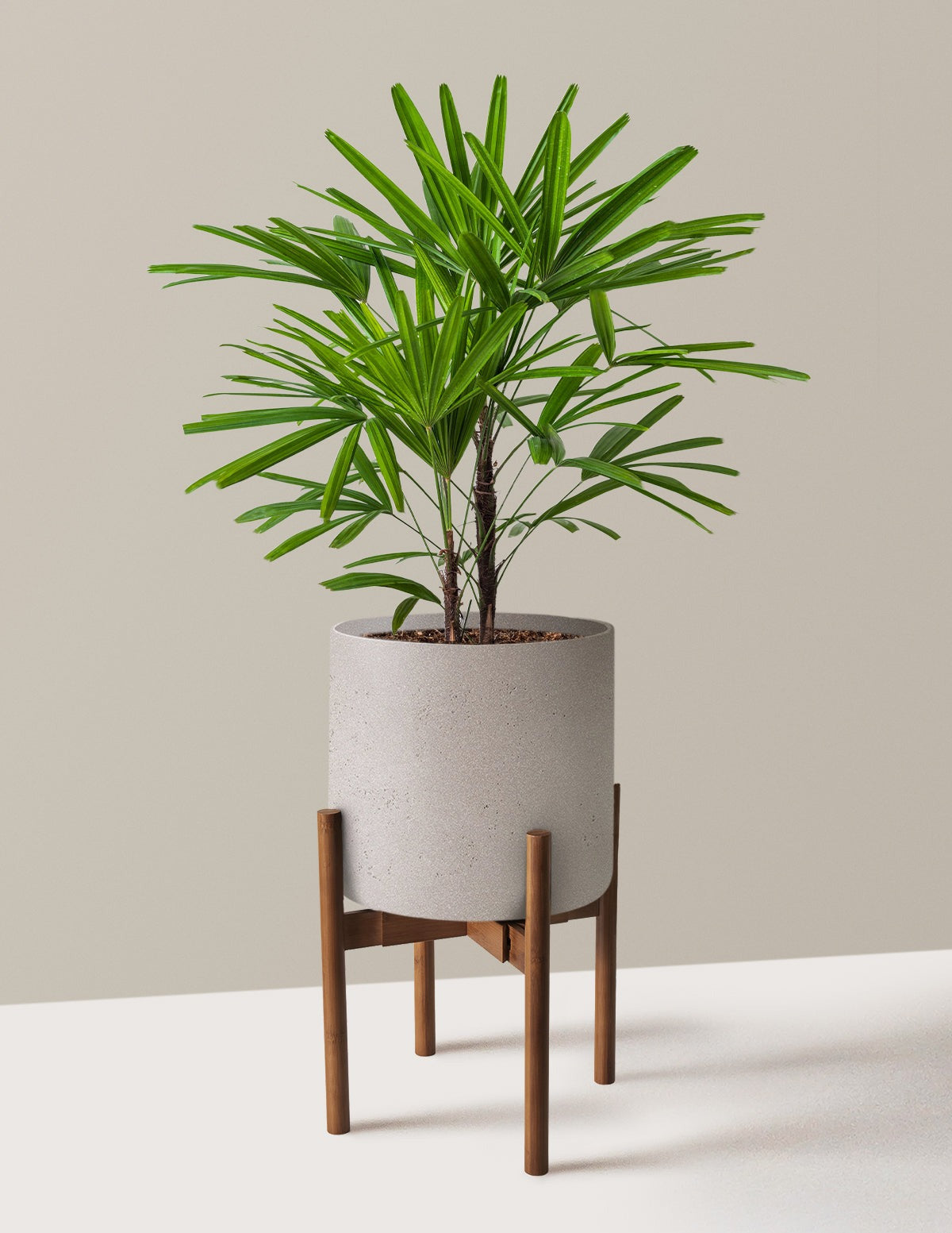 Large Lady Palm