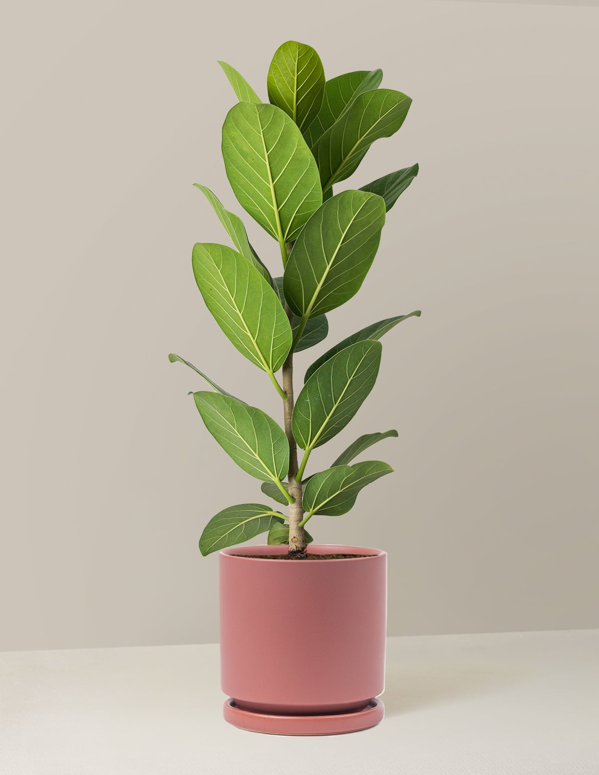 Ficus Audrey Bush