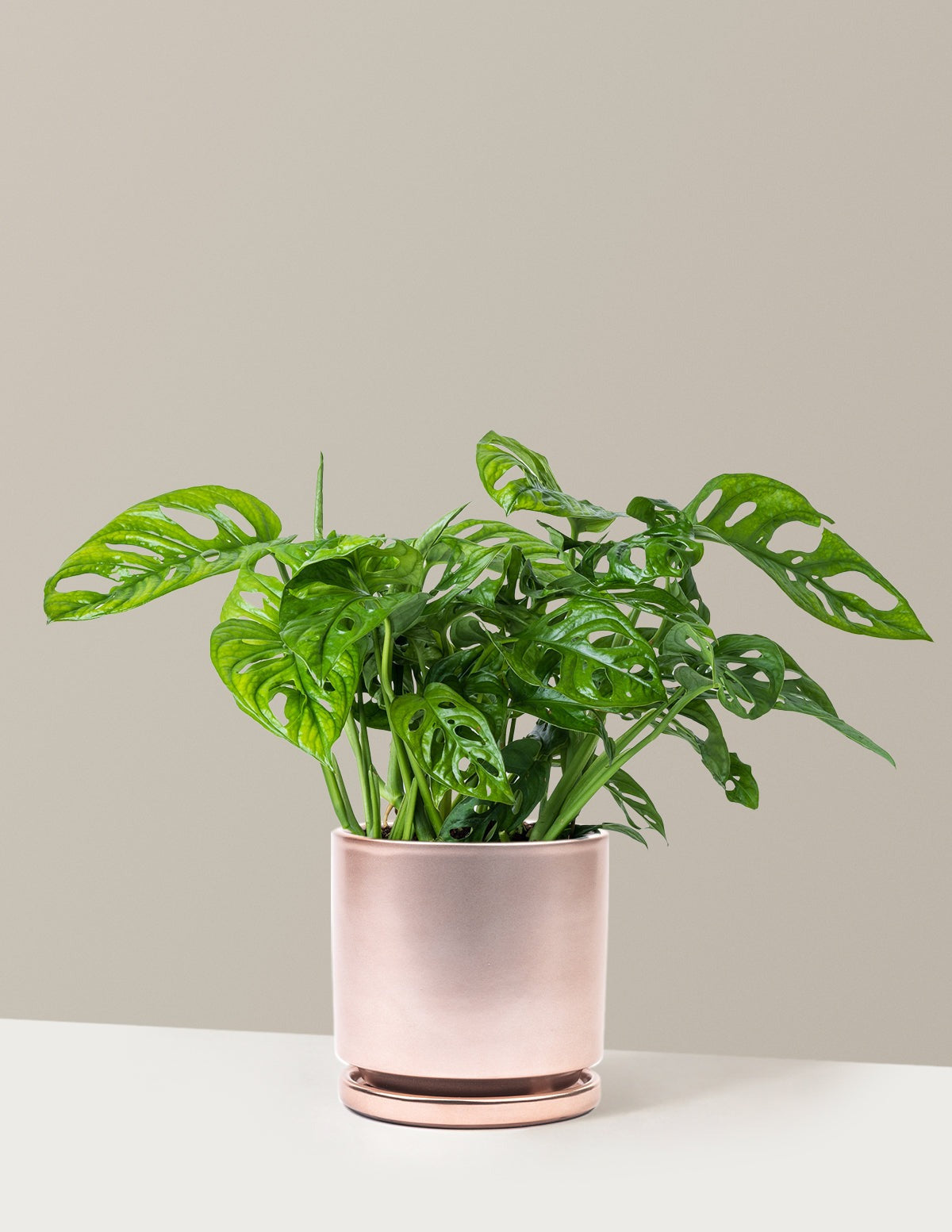 Monstera Adansonii