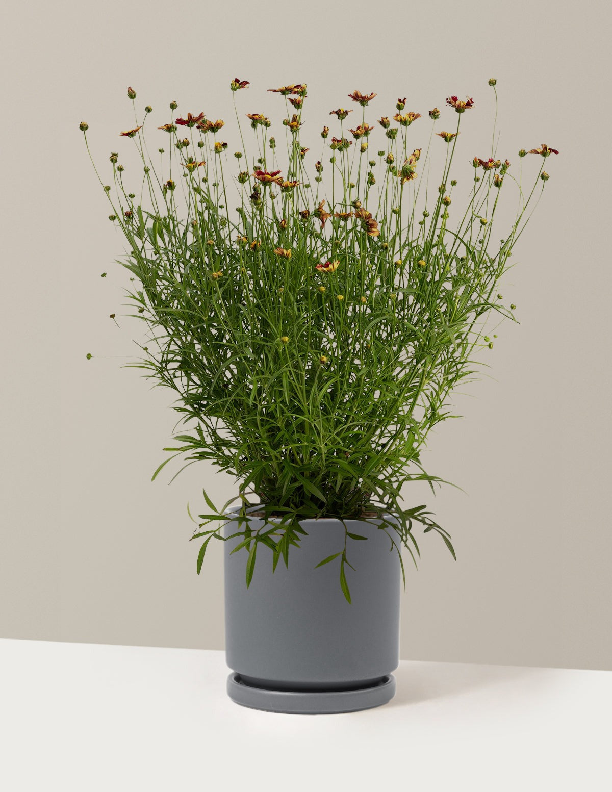Li'l BangTM Red Elf Coreopsis