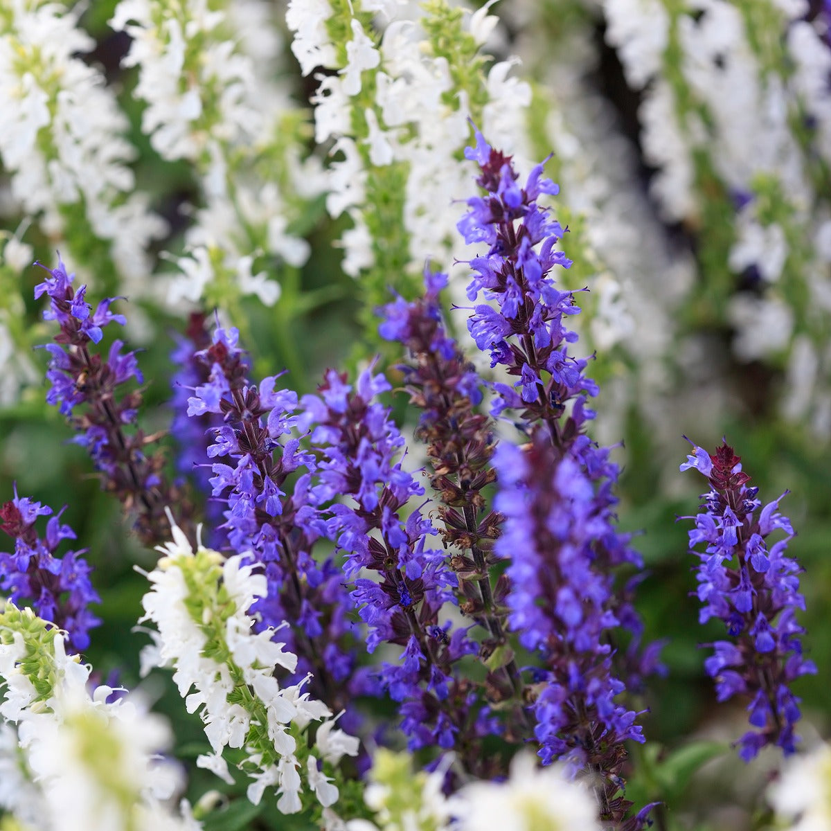 Blue Marvel Salvia