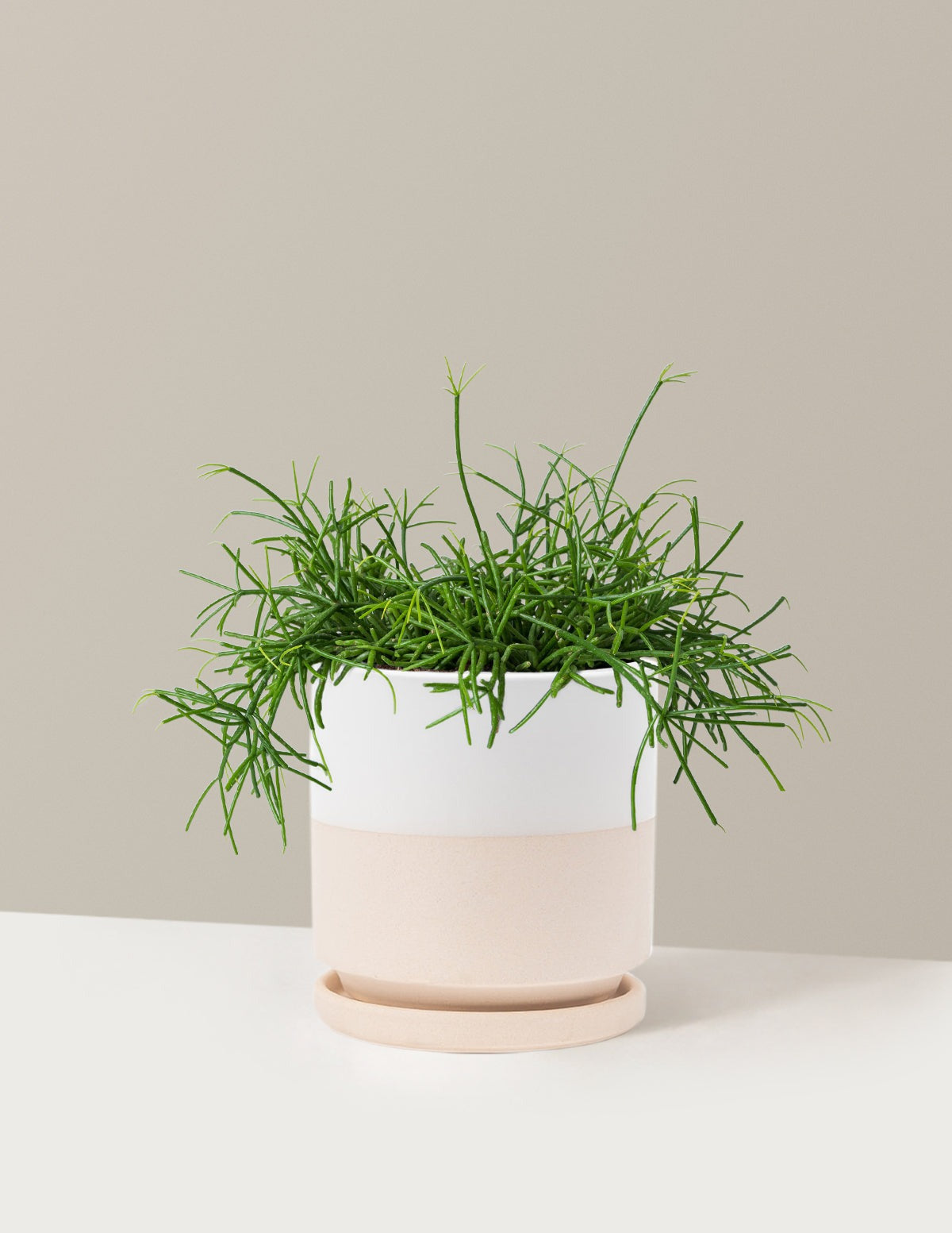 Mistletoe Cactus