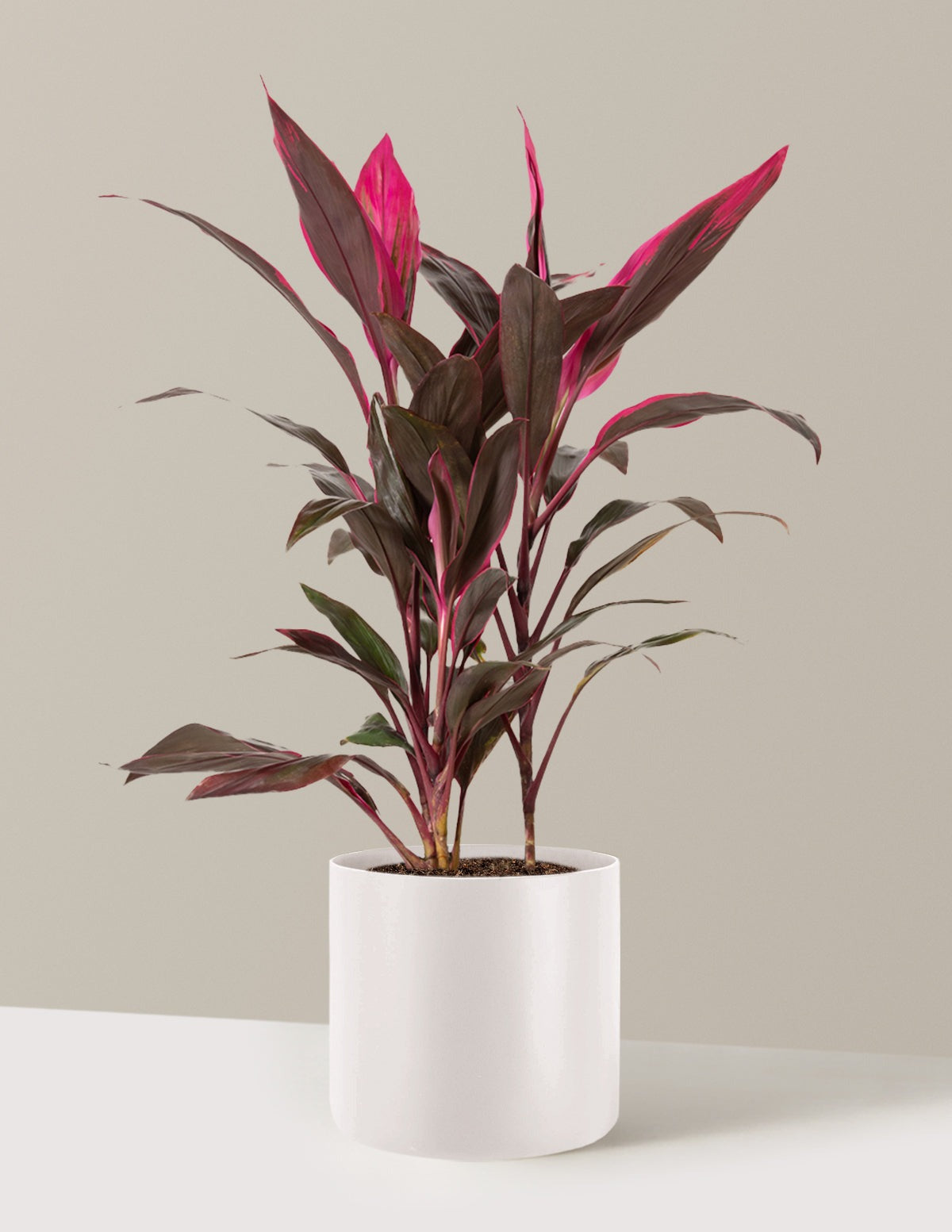 Large Cordyline Red Sister