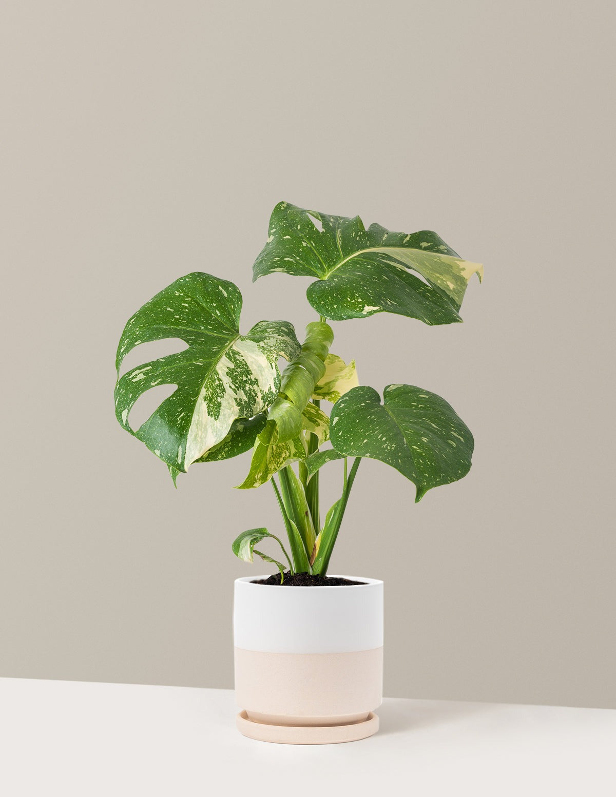 Monstera Thai Constellation