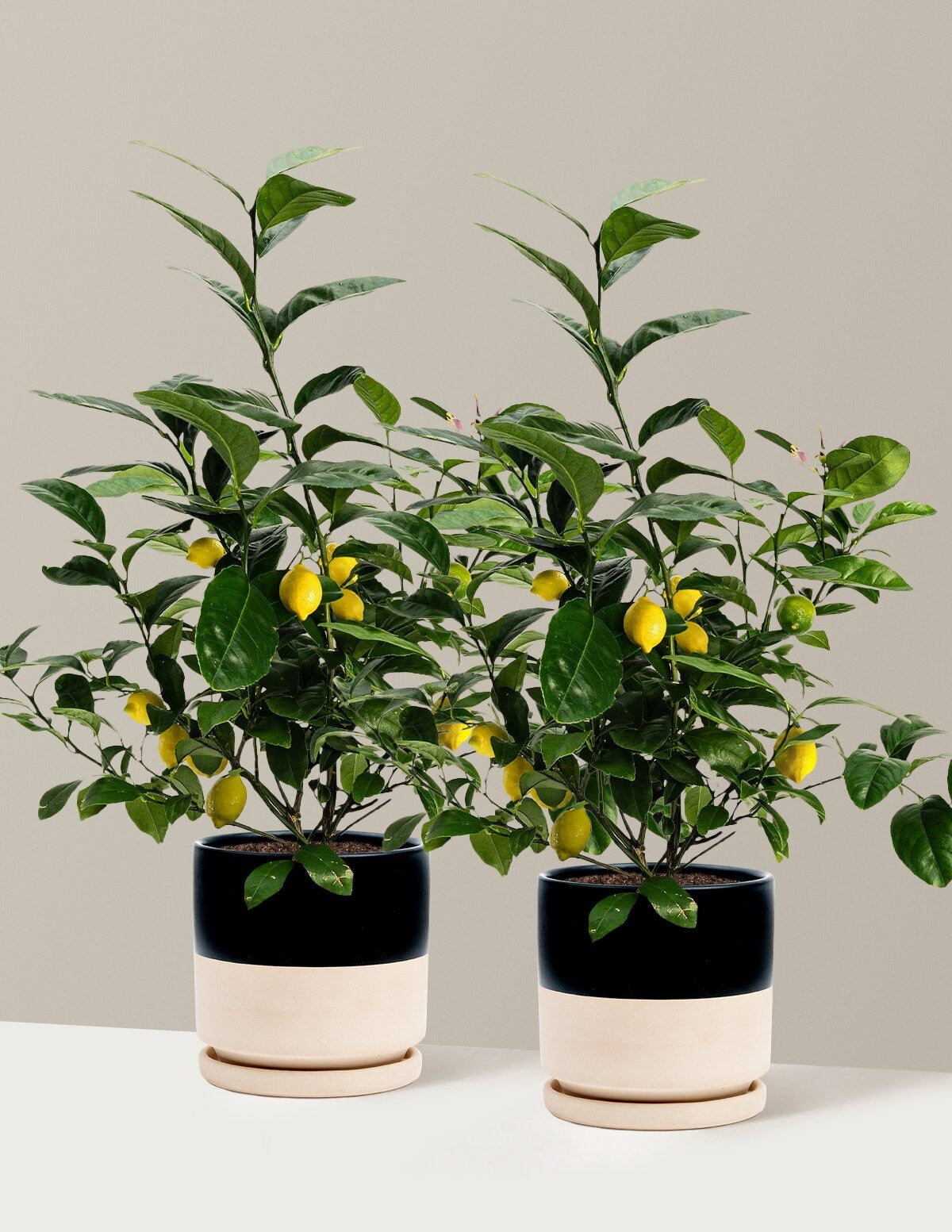 Meyer Lemon