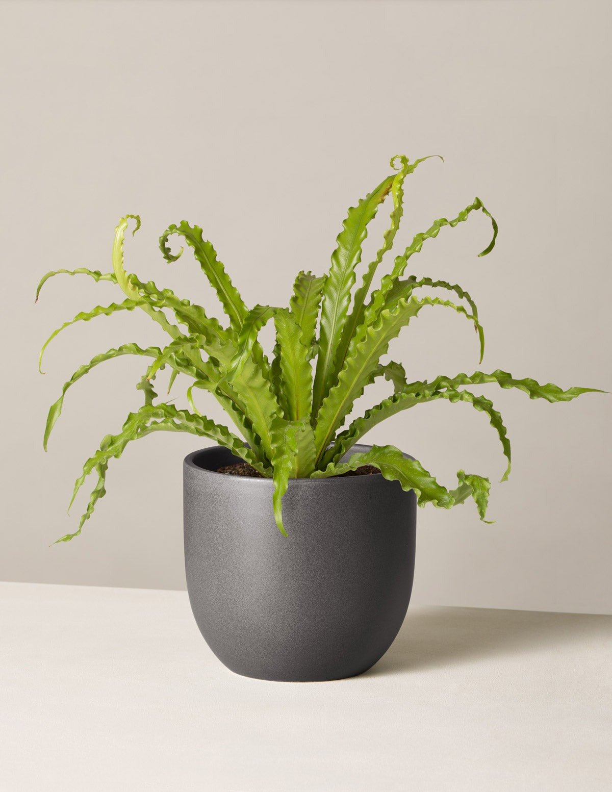 Bird's Nest Fern