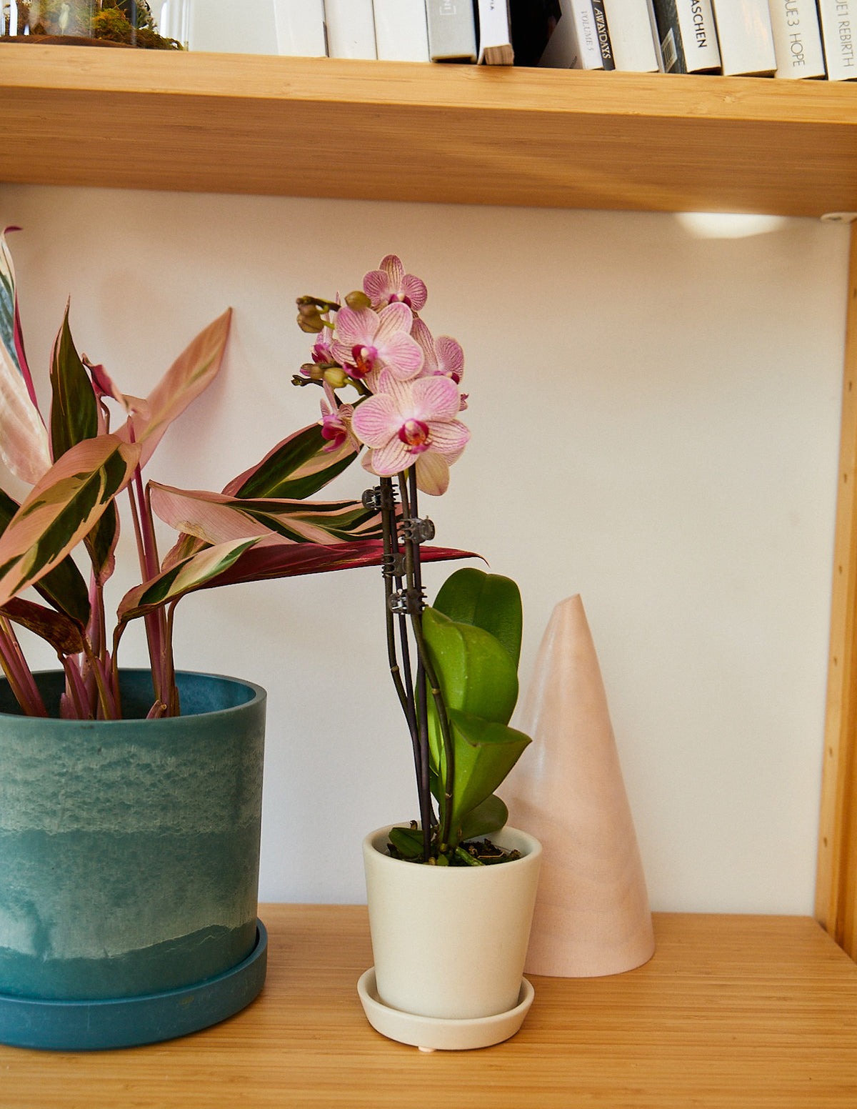 Petite Pink Orchid