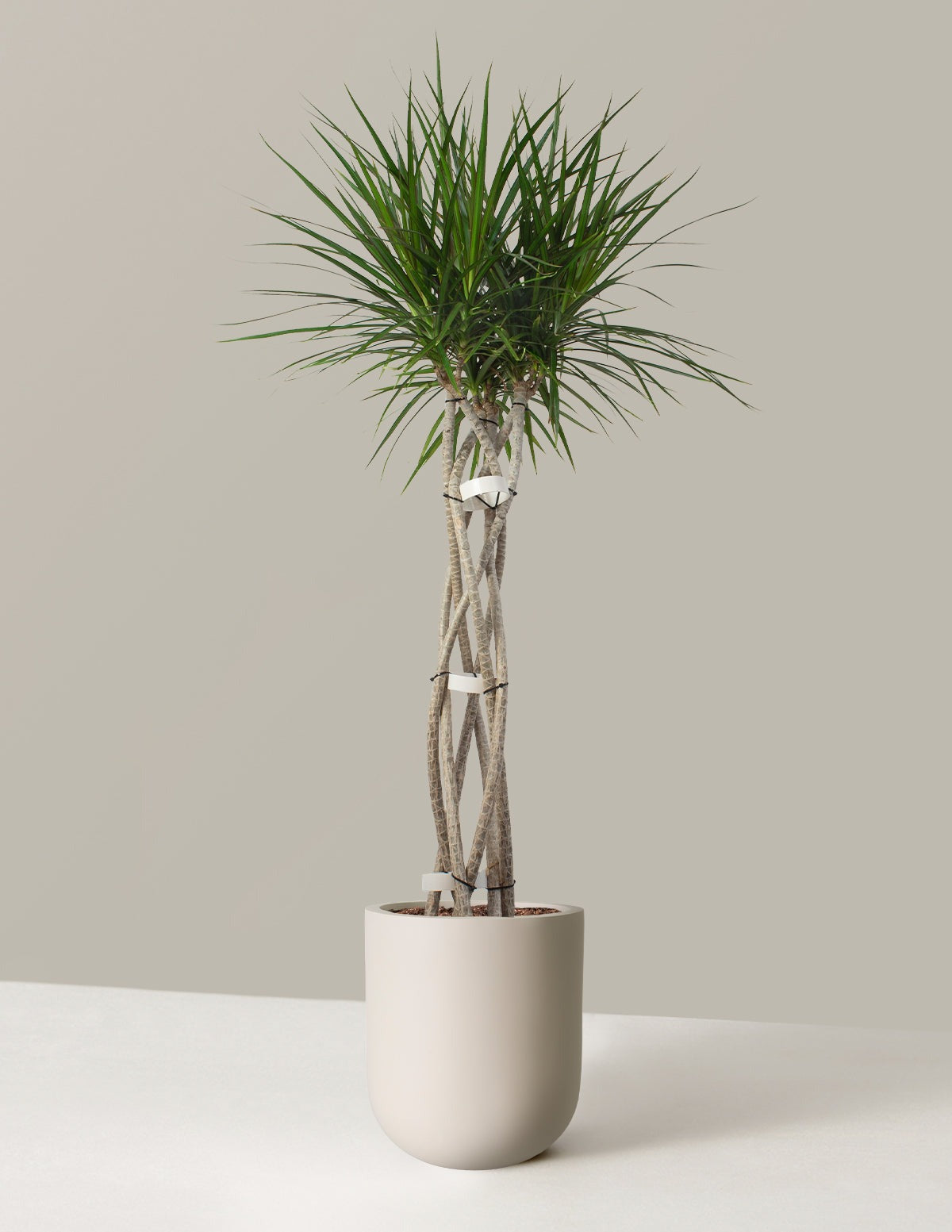 Dracaena Marginata Open Weave