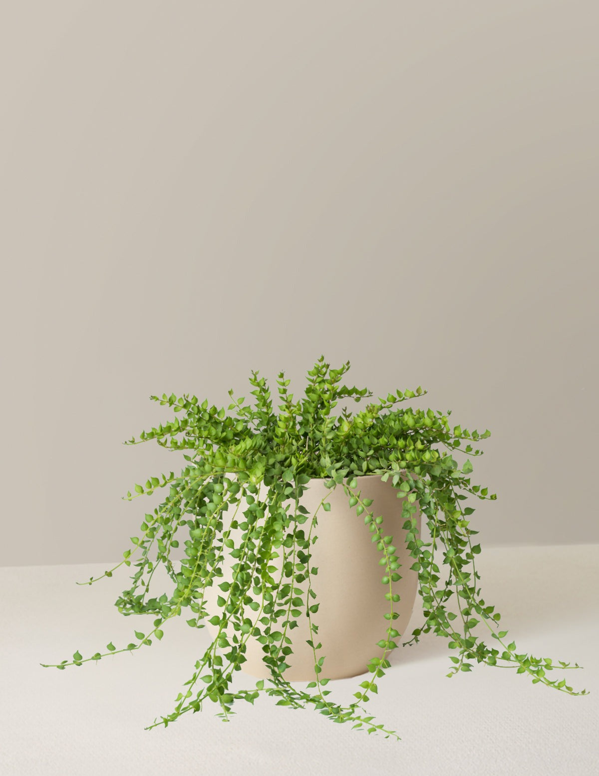 Dischidia