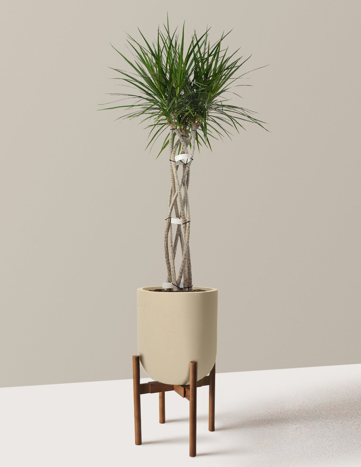 Dracaena Marginata Open Weave