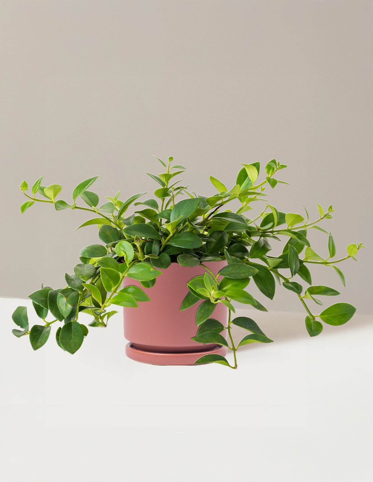 Lipstick Plant