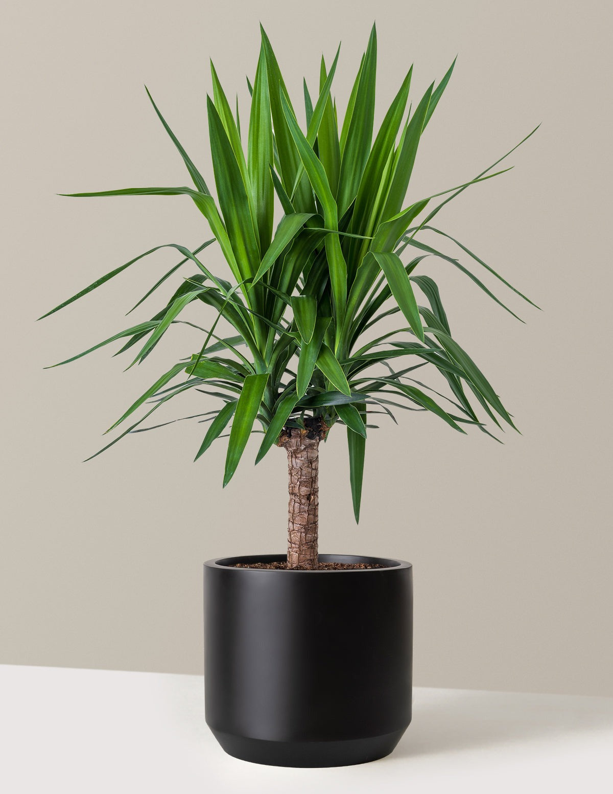 Yucca Plant Single Stem