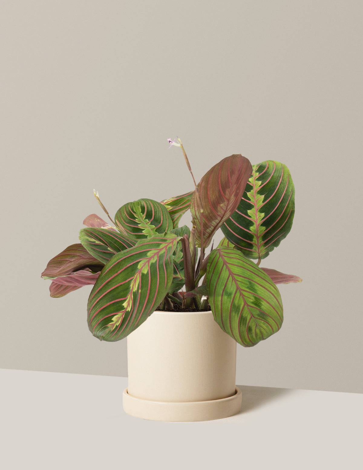 Plant Of The Month Club