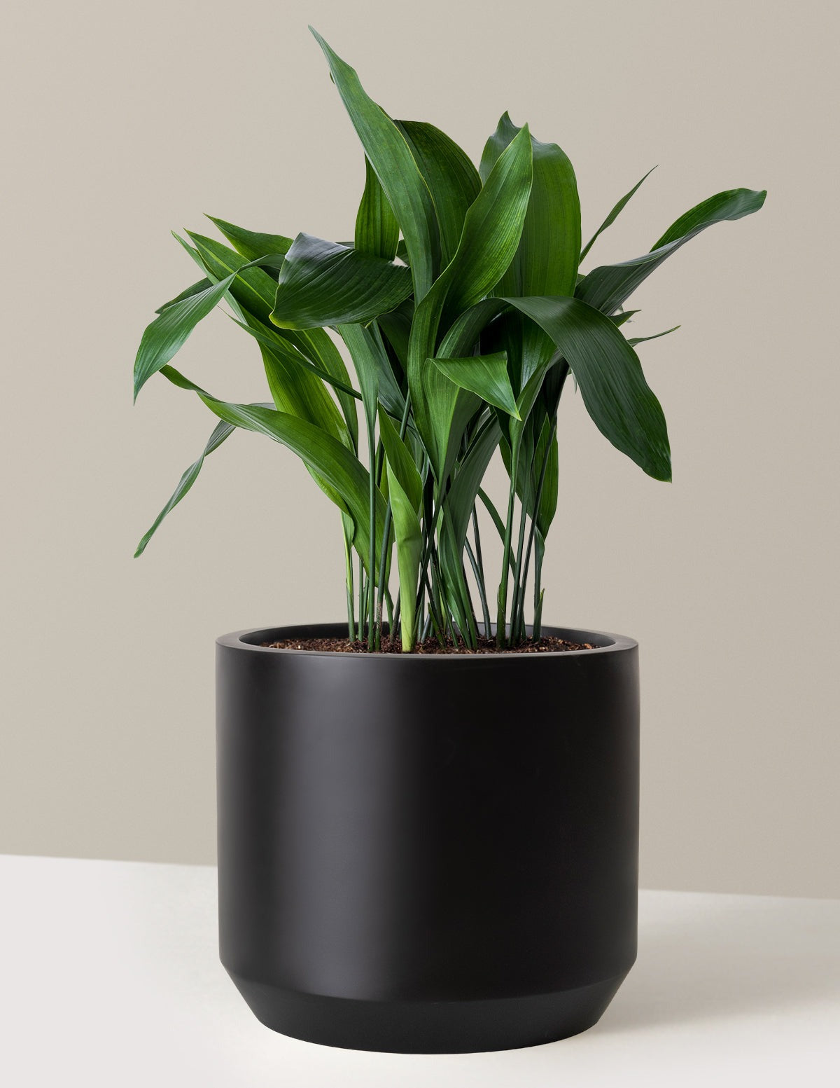 Large Cast Iron Plant