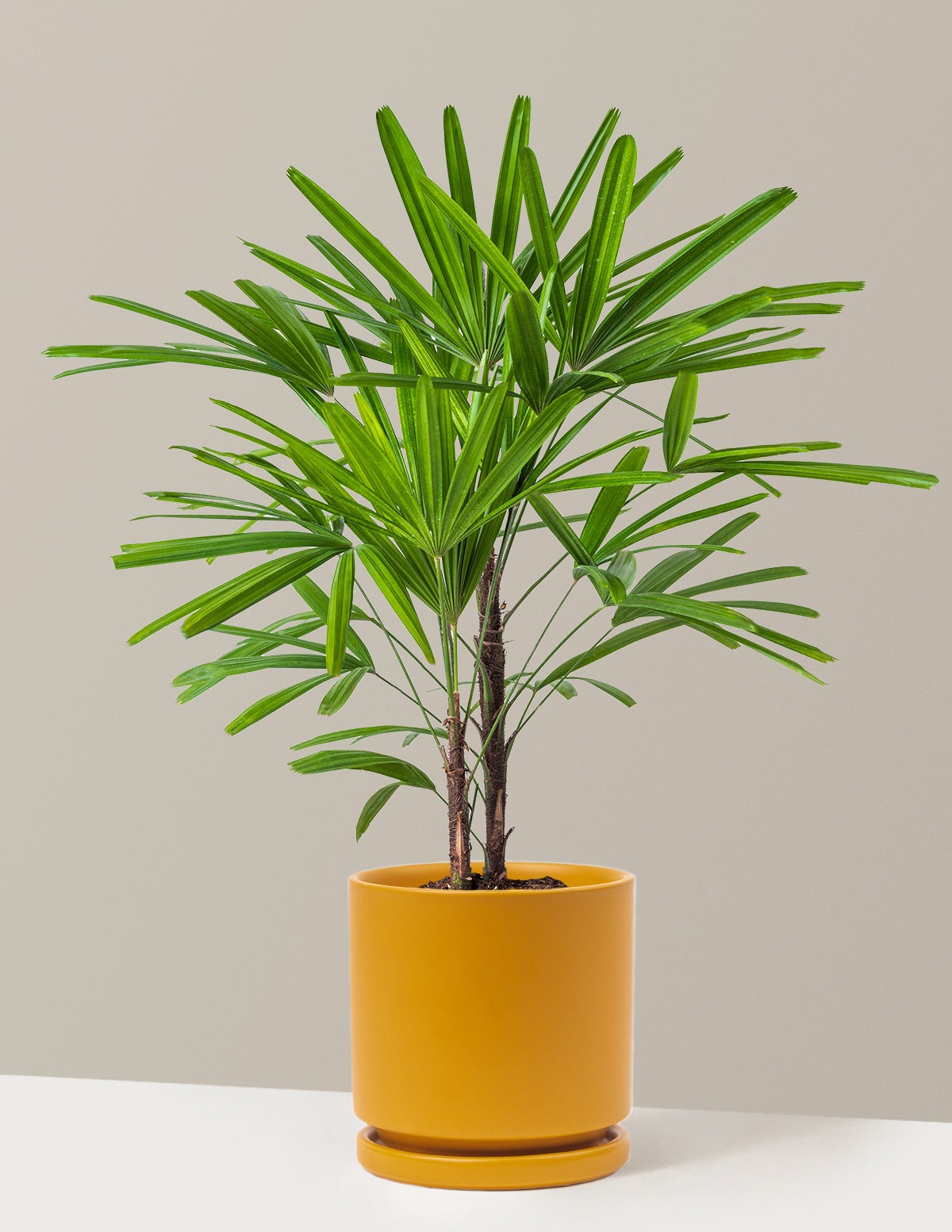 Large Lady Palm
