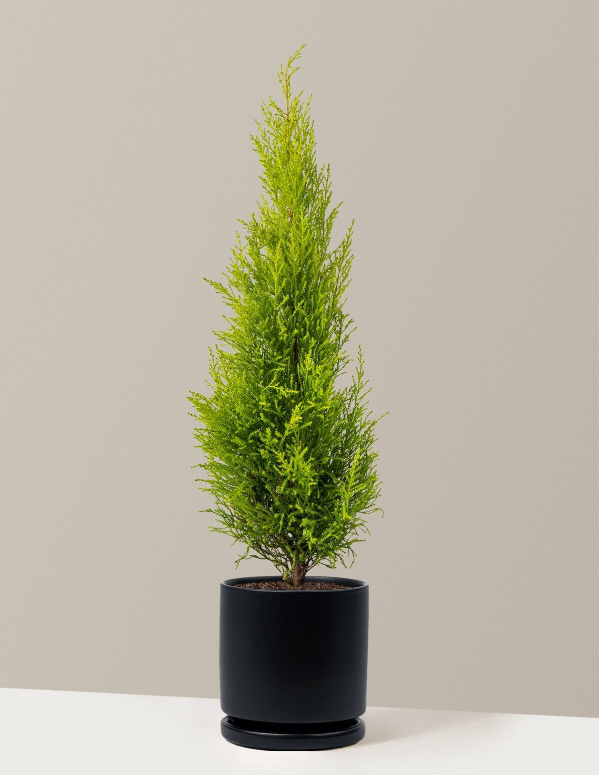 Wilma Goldcrest Lemon Cypress