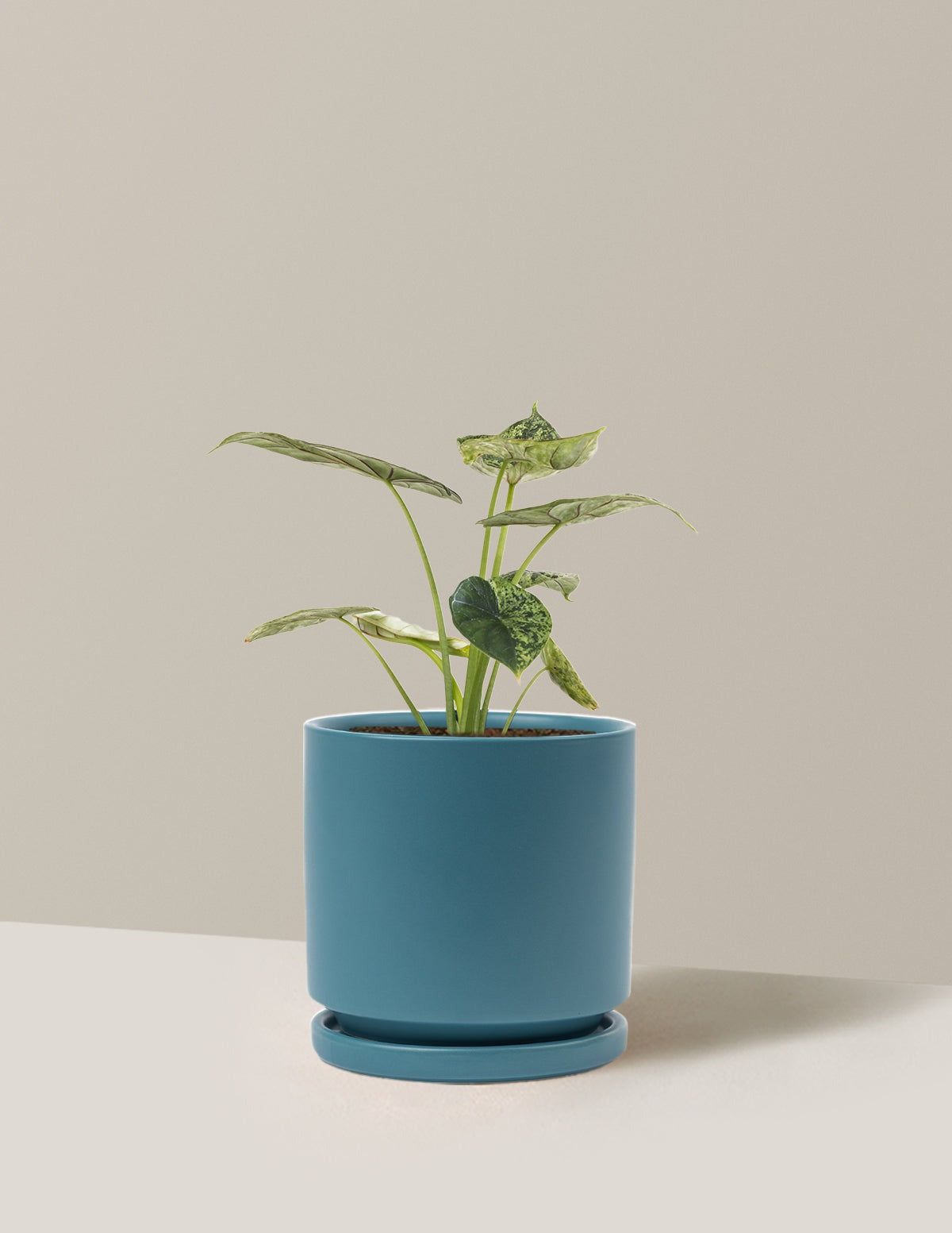 Alocasia Green Mint