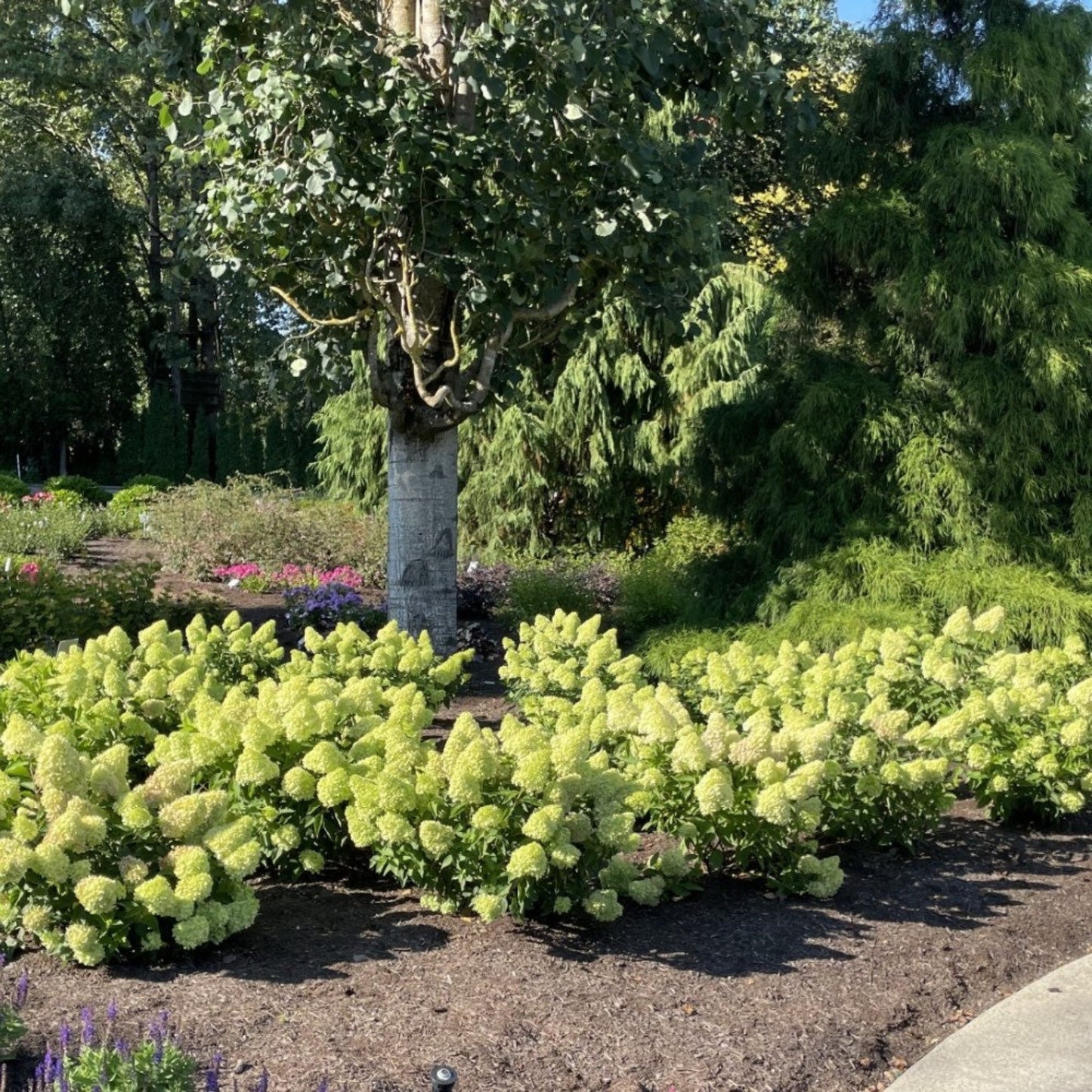 Dragon BabyTM Hydrangea