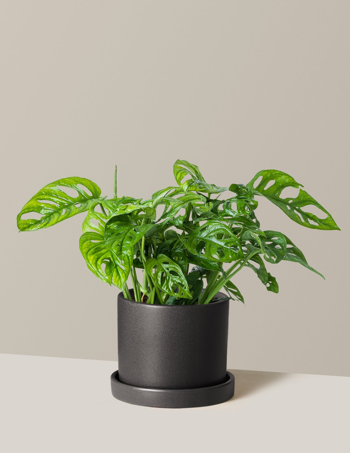 Monstera Adansonii