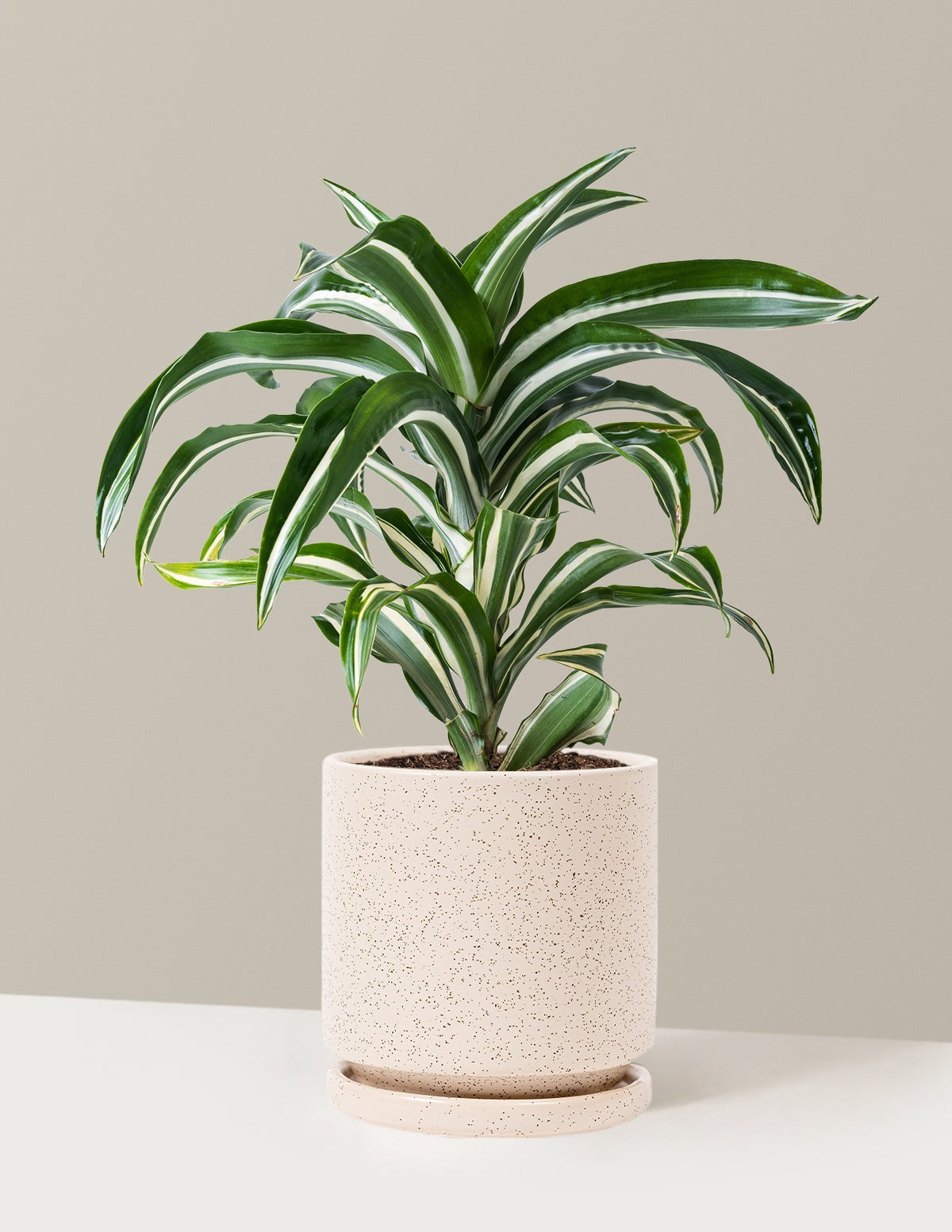 Dracaena Jewel Jade