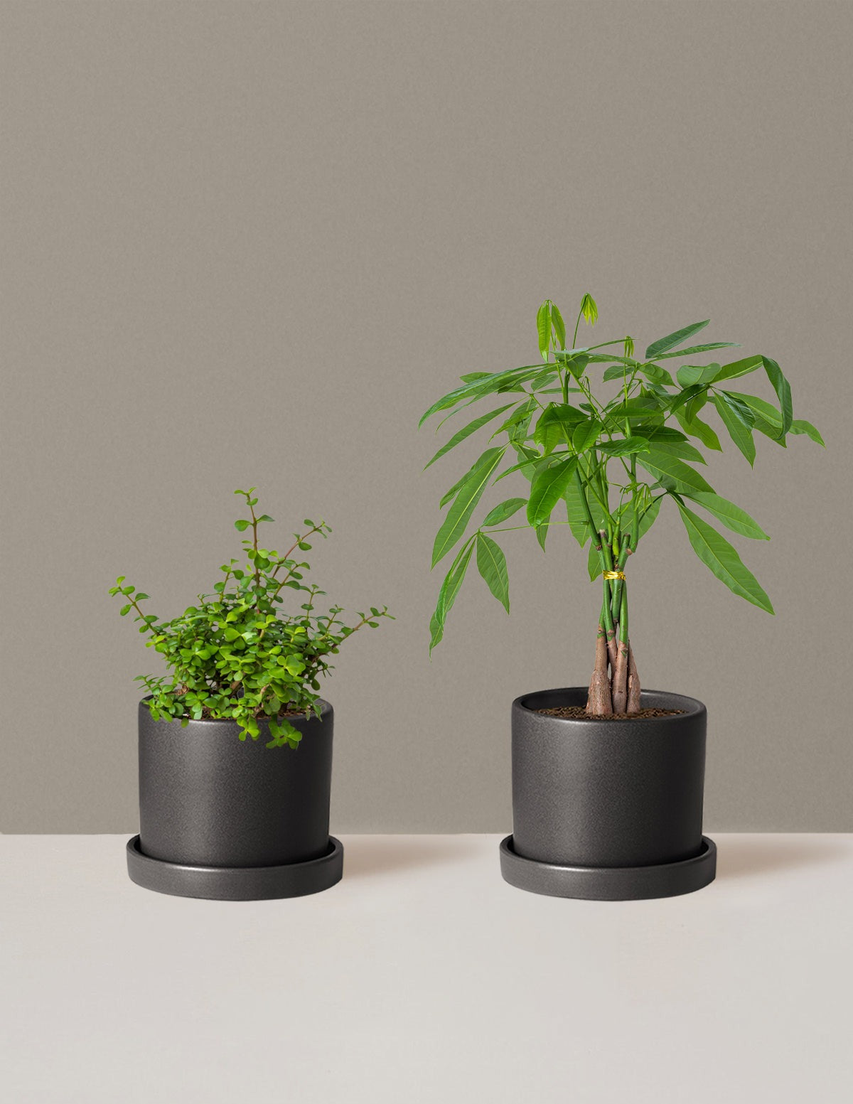Prosperity Duo