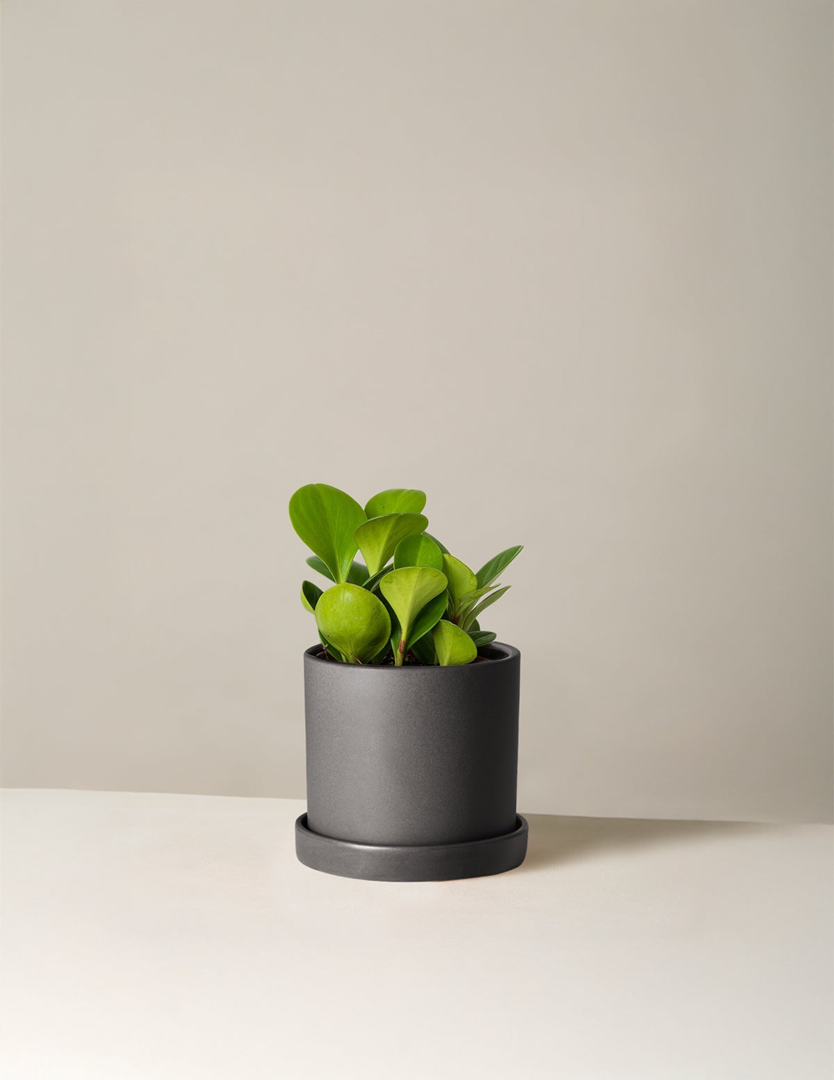 Baby Rubber Plant