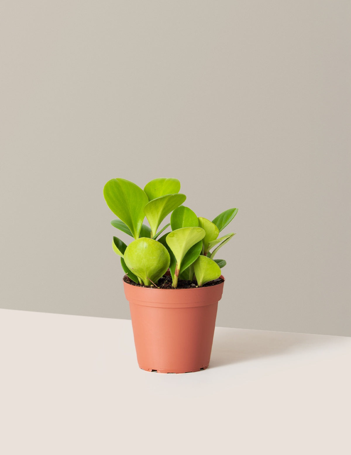 Baby Rubber Plant