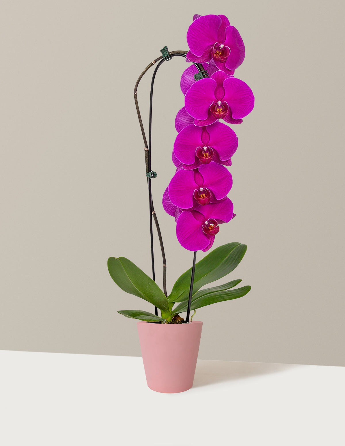 Waterfall Orchid