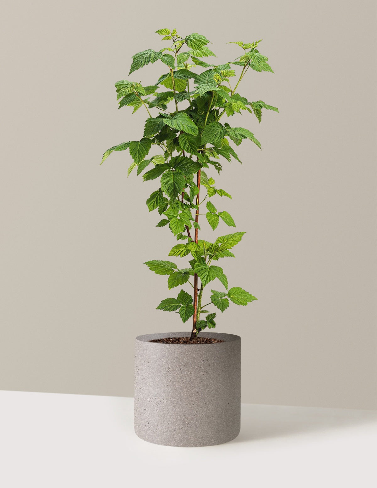 Nova Red Raspberry Plant