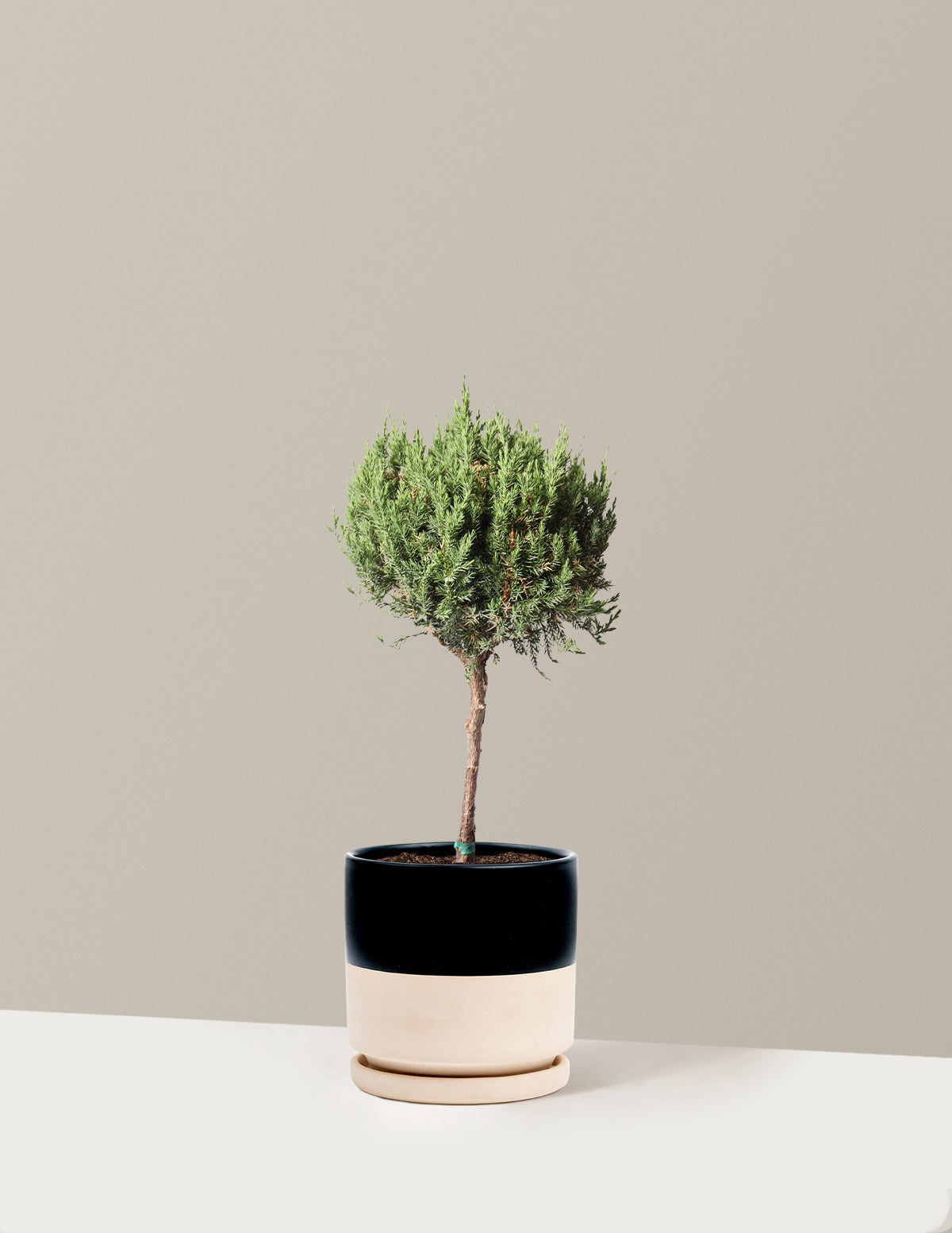 Blue Point Juniper Topiary Tree