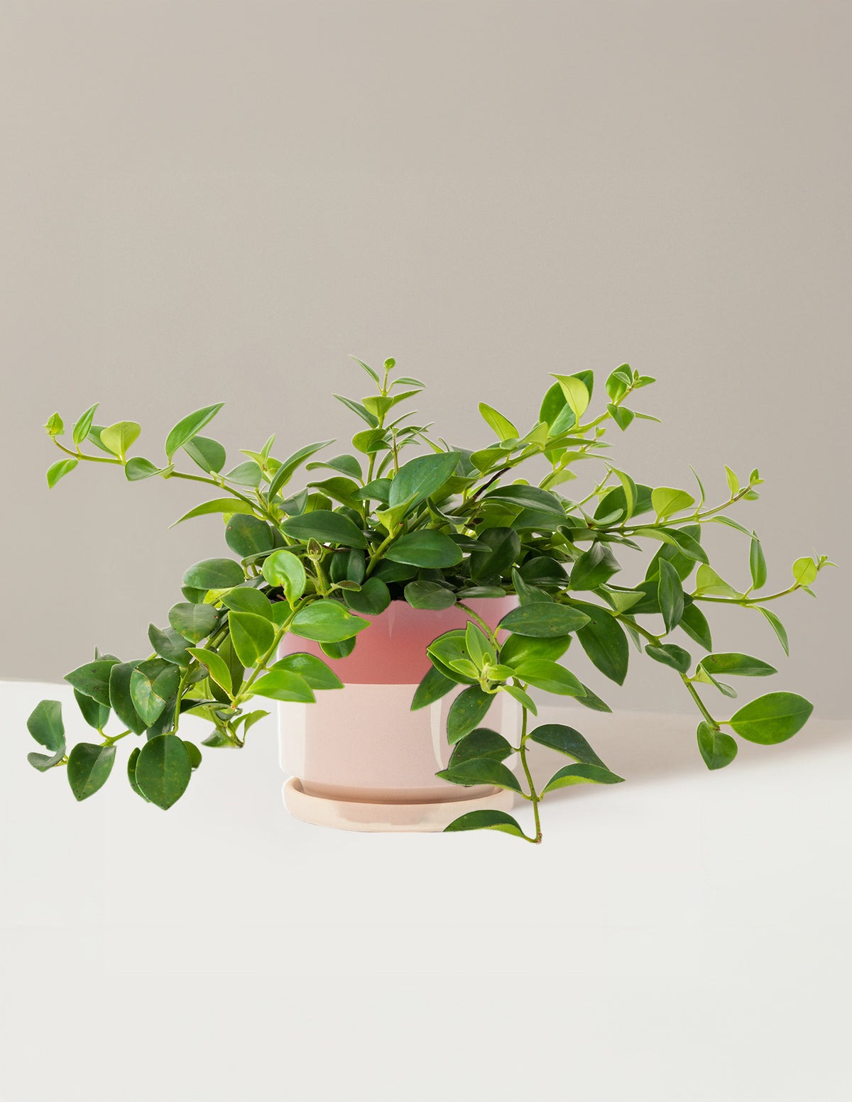 Lipstick Plant