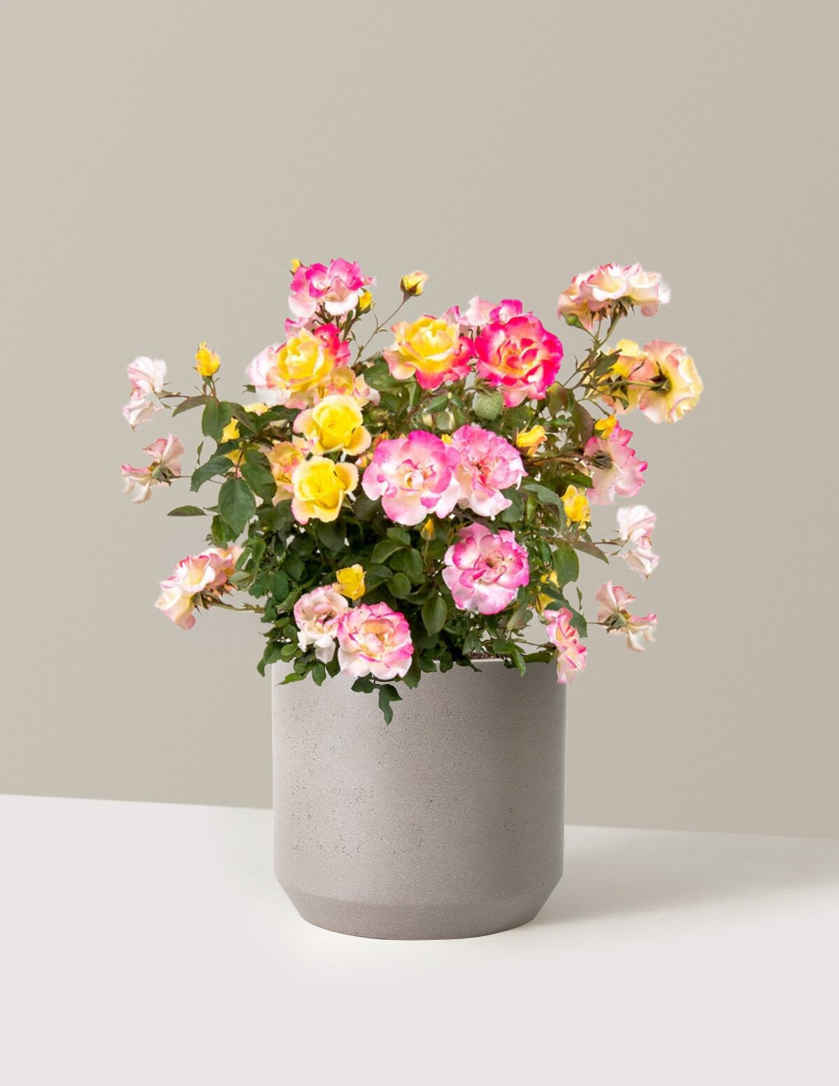 Gumball GoodyTM Rose