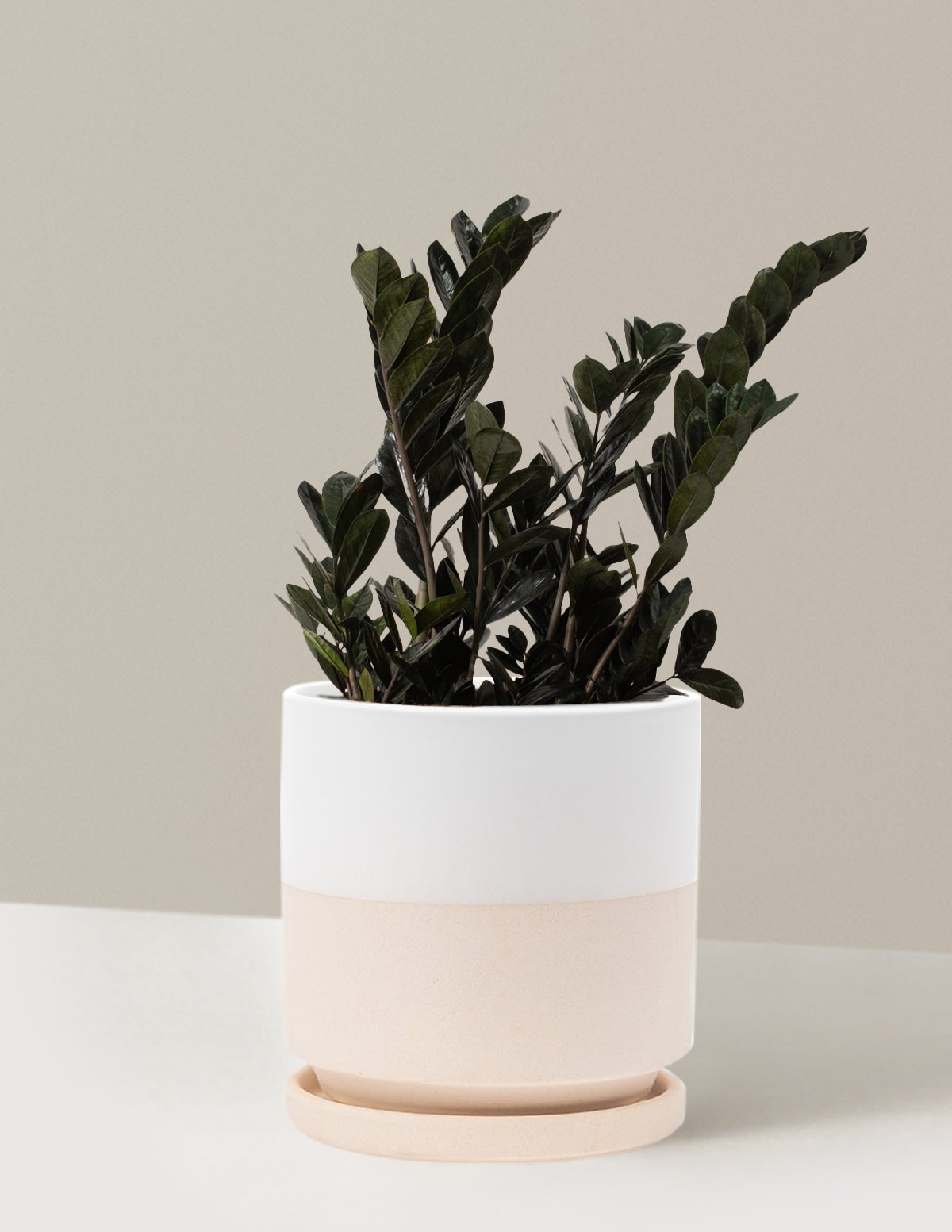 Black ZZ Plant
