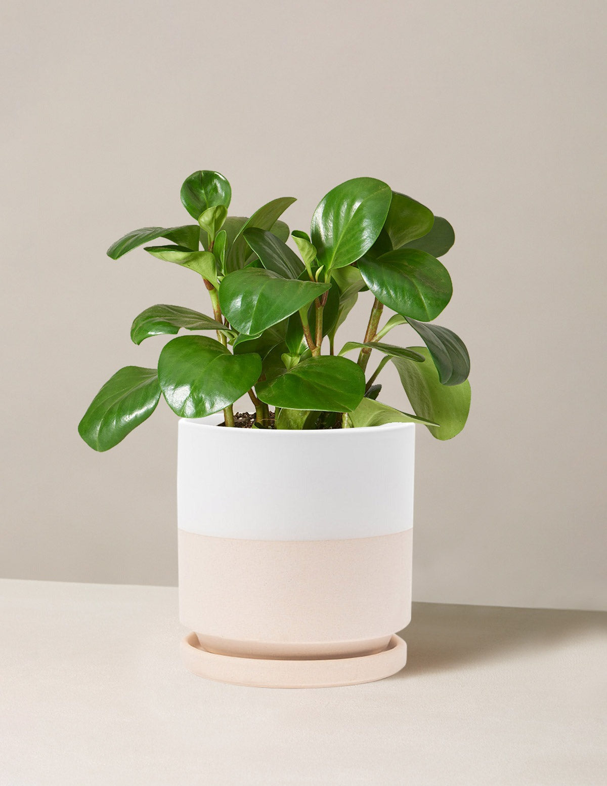 Baby Rubber Plant