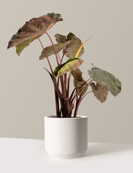 RedemptionTM Colocasia