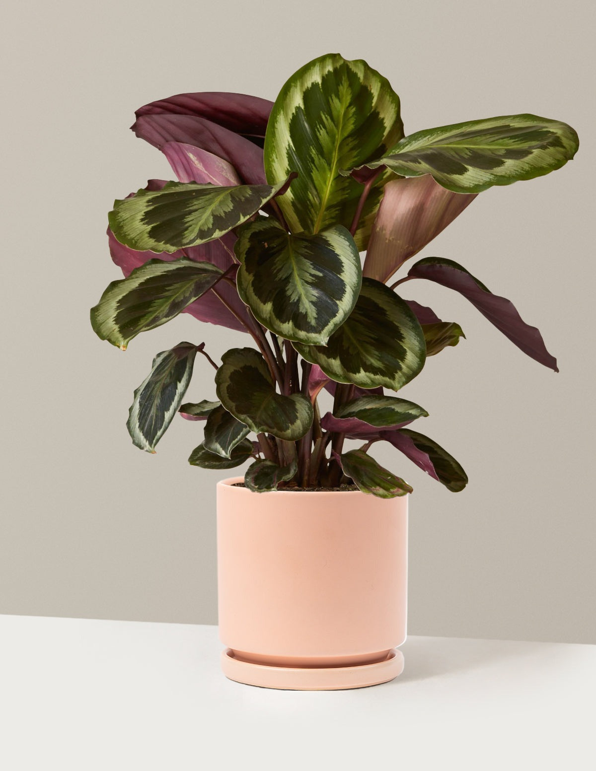 Calathea Medallion