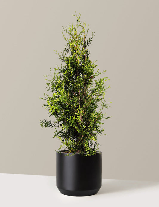 Thuja Green Giant