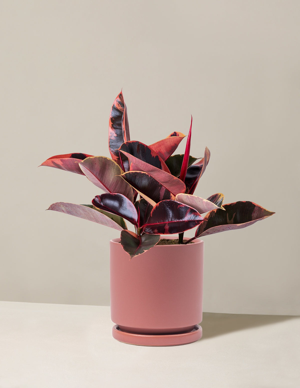 Ficus Ruby