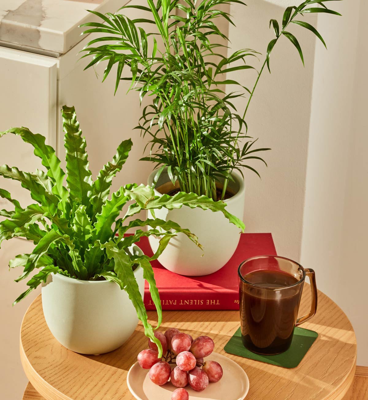 Bird's Nest Fern