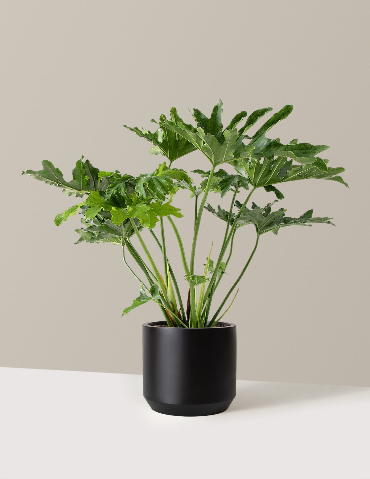 Large Philodendron Selloum Hope