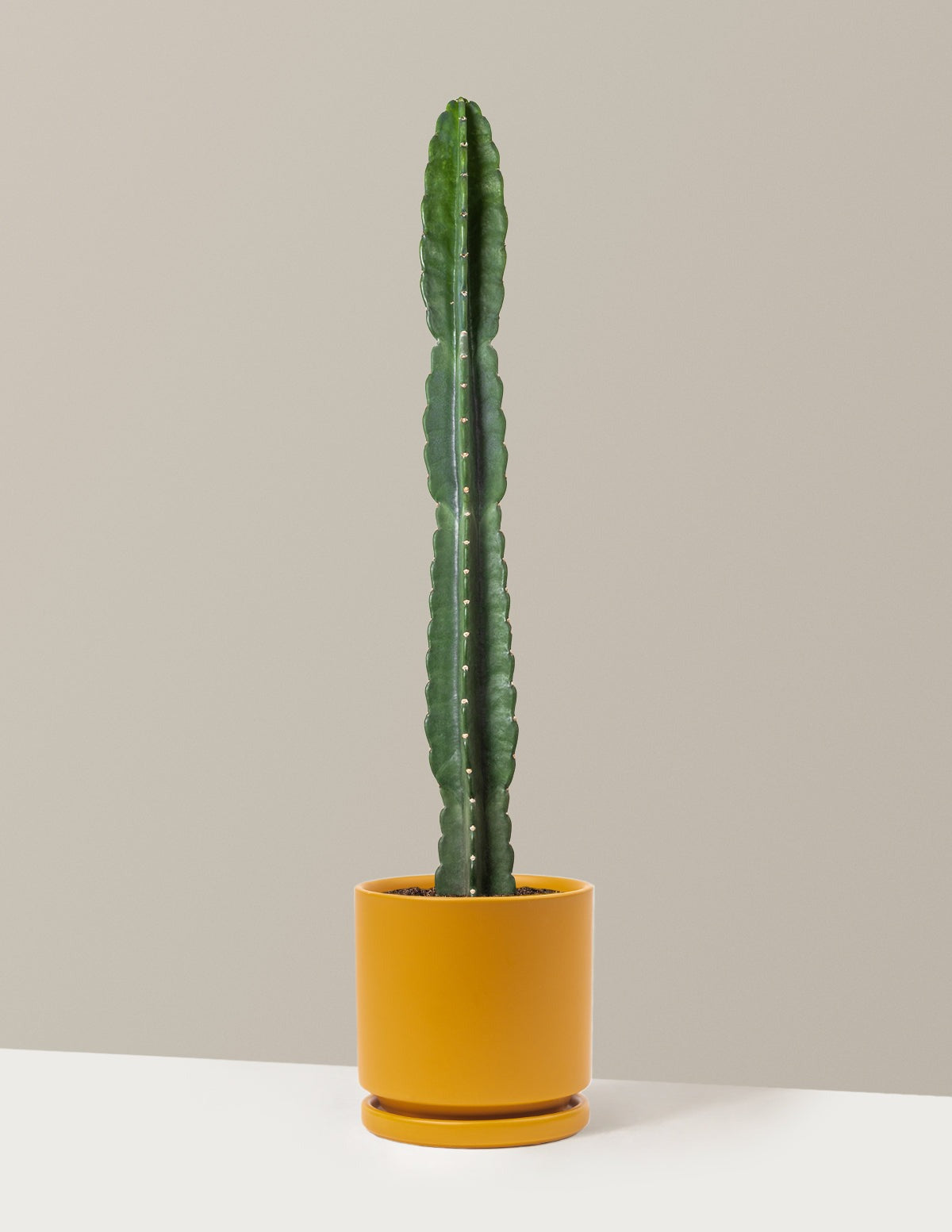 Cuddly Cactus