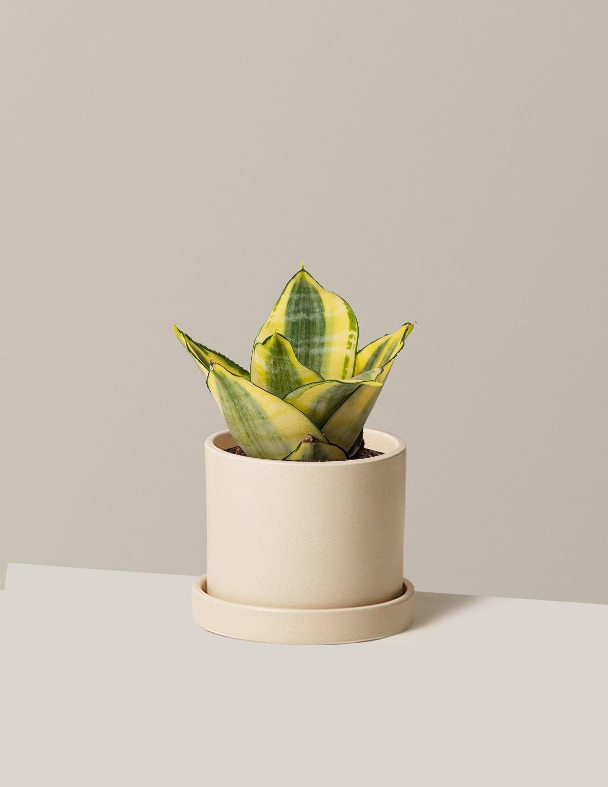 Snake Plant Hahnii Gold