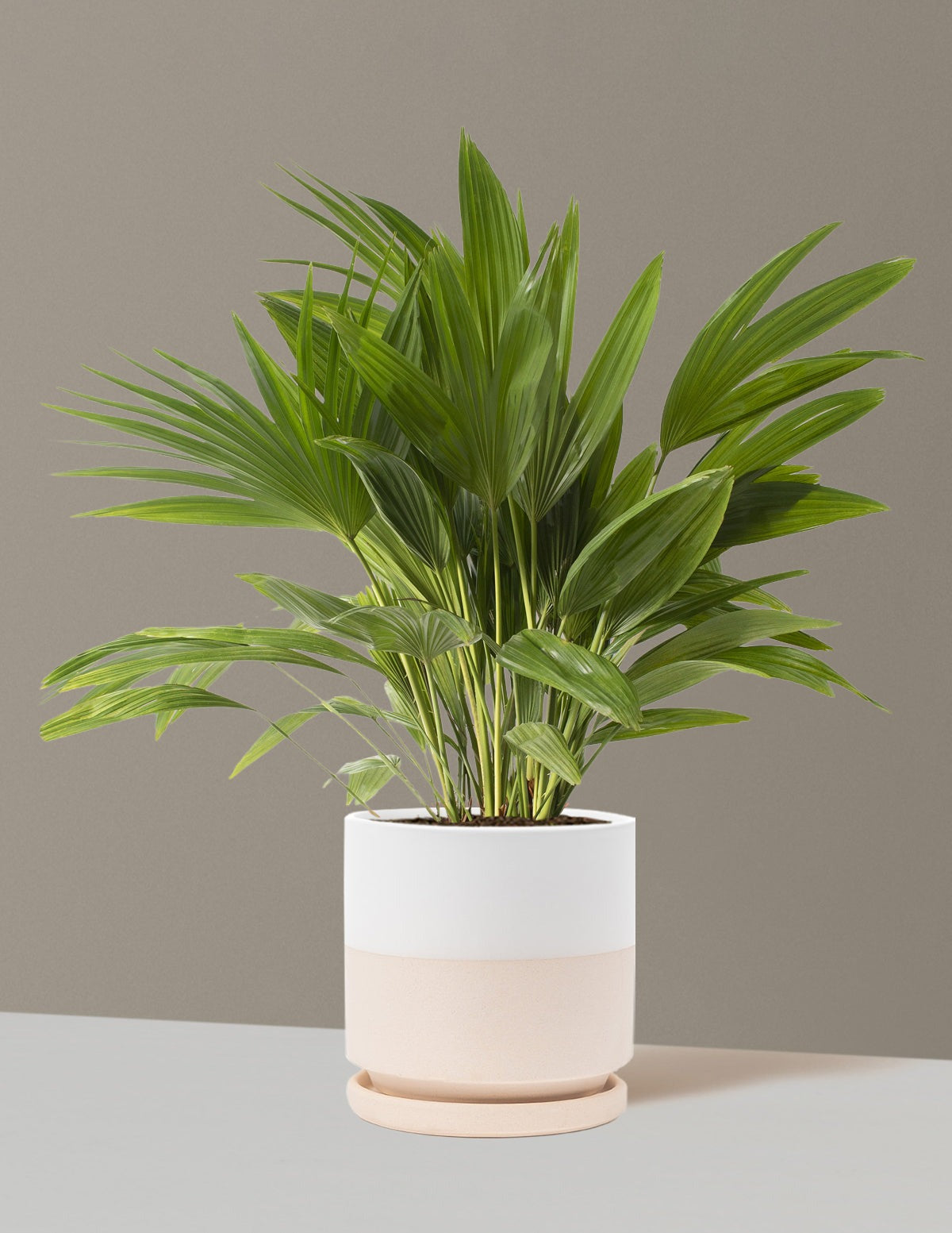 Fan Palm