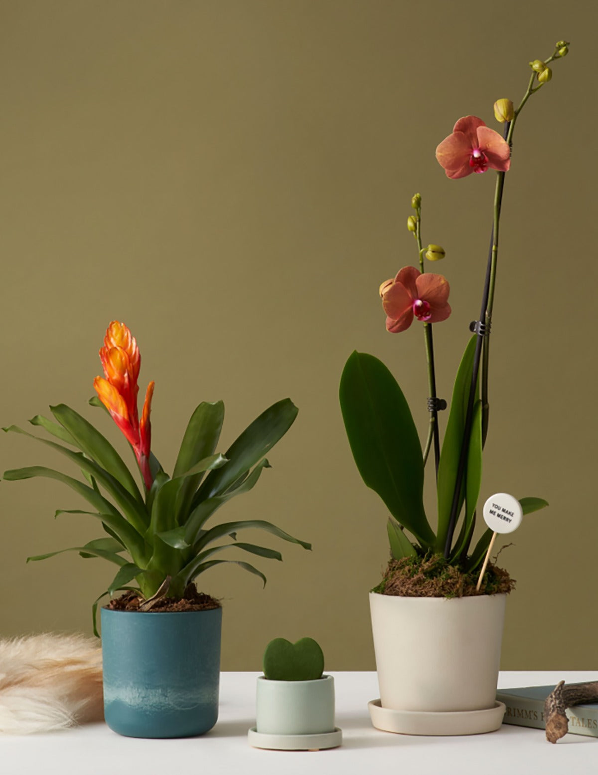 Bromeliad Vriesea Intenso Orange