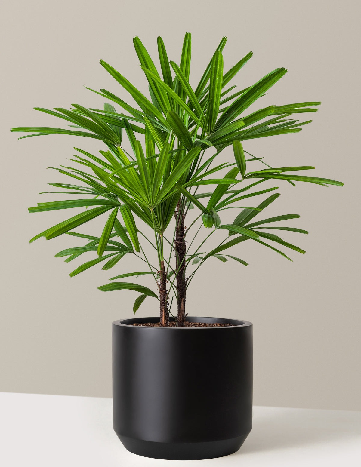 Large Lady Palm