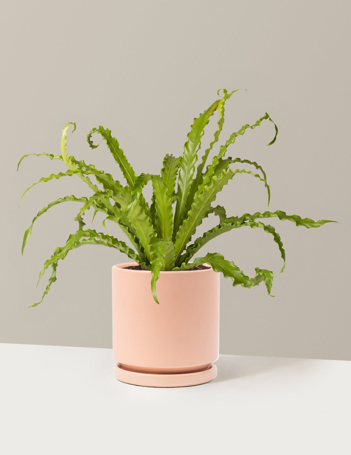 Bird's Nest Fern