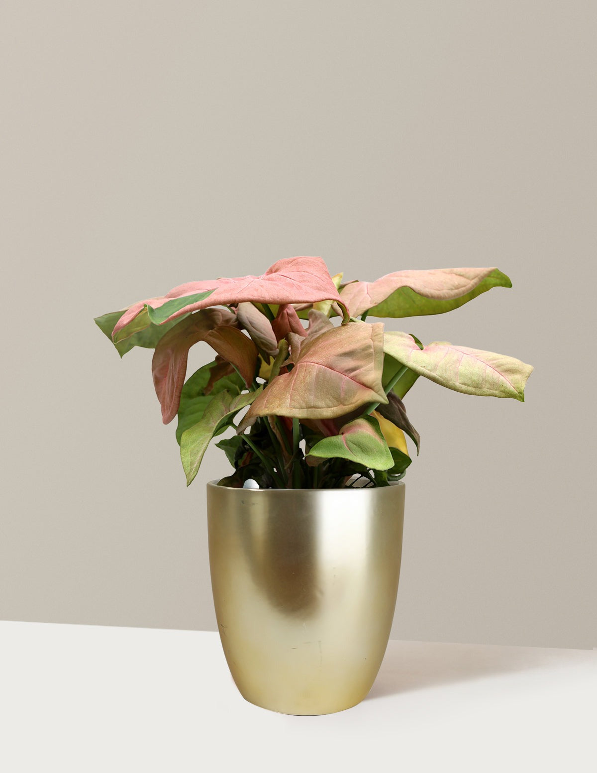 Pink Arrowhead Plant