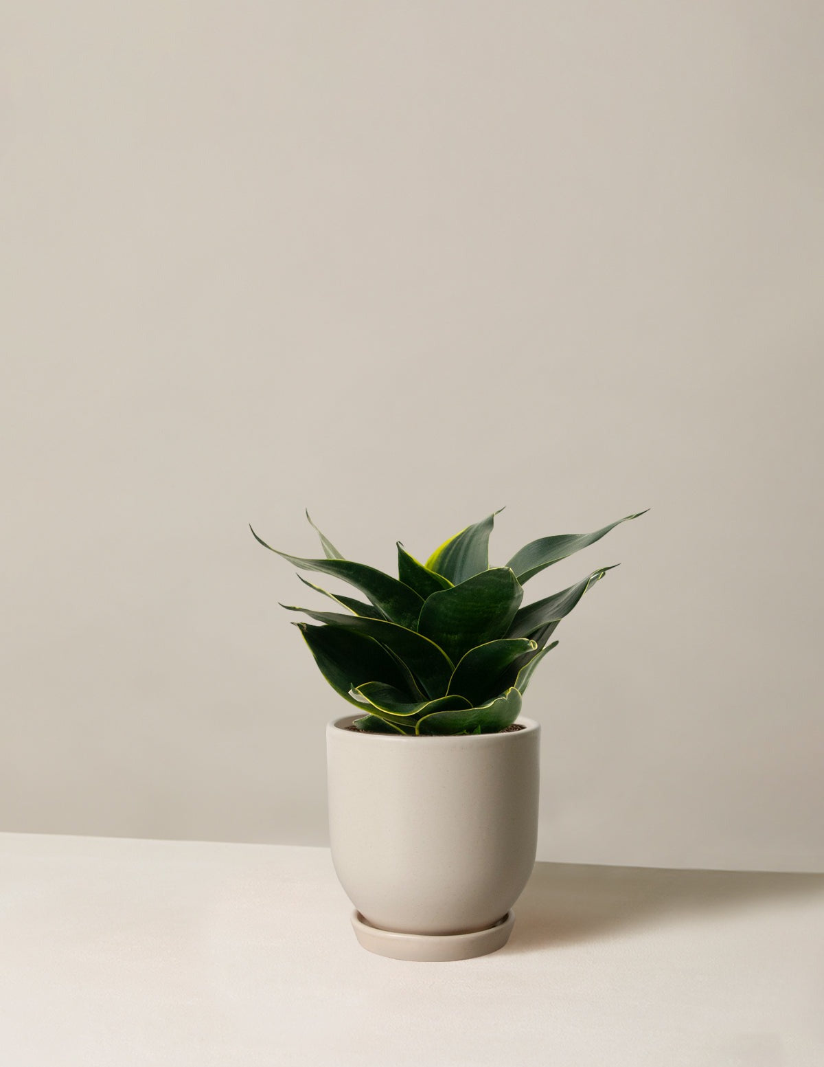 Snake Plant Hahnii