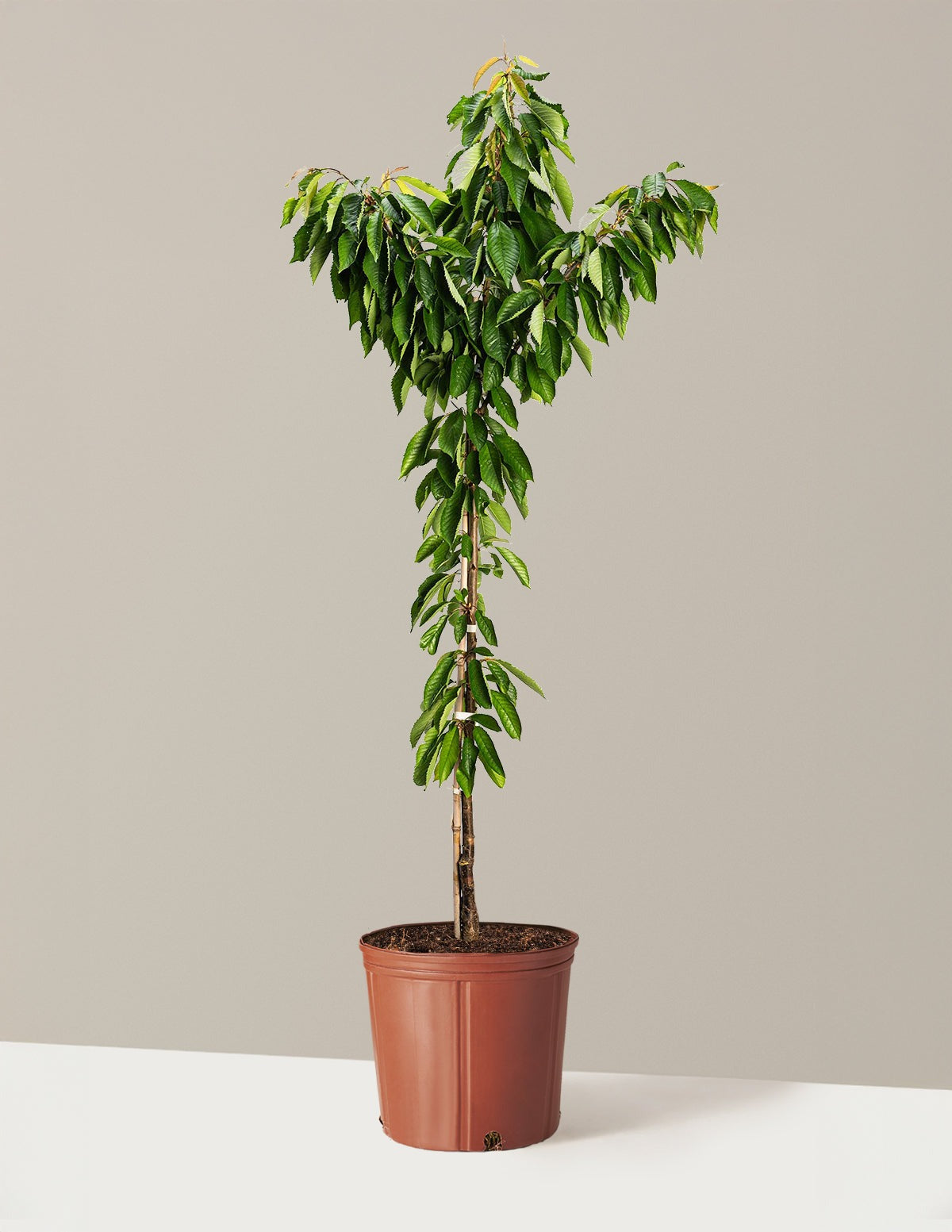 Bing Cherry Tree